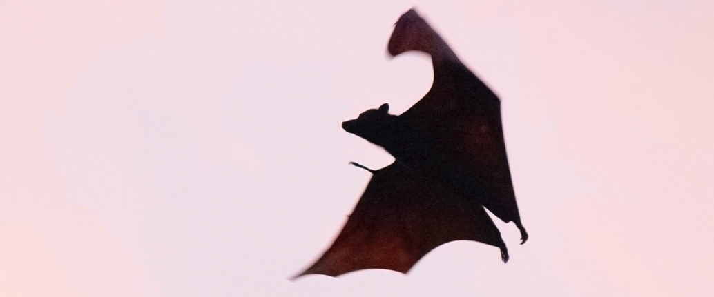 BATS HAVE A BENEFICIAL EFFECT ON THE ENVIRONMENT